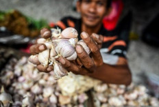 Harga Pangan 23 September 2024 : Harga Bawang Putih Melonjak Menjadi Rp42.400 per Kilogram !