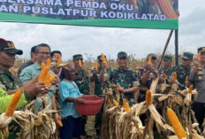 Adakan Panen Raya Jagung di Talang Lebak OKU