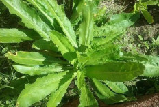Jaga Kesehatan Tulang dan Gigi dengan Daun Walang Sangit