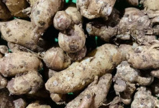 Kencur, Rempah Tradisional dengan Segudang Khasiat untuk Kesehatan