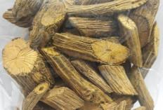 Atasi Gangguan Pencernaan dan Racun dengan Akar Kuning	