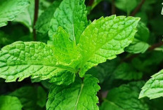 Segarnya Daun Mint, Bahan Favorit untuk Minuman Kekinian dan Tradisional