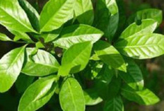 Daun Salam : Daun Ajaib Dapur Nusantara Yang Penuh Manfaat Kesehatan
