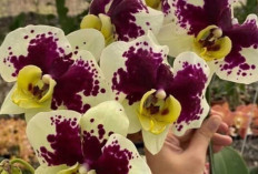 Asal Usul Anggrek, Bunga Eksotis yang Telah Dikenal Sejak Zaman Kuno