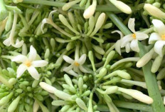 Bunga Pepaya Si Kecil yang Kaya Manfaat: Alternatif Sehat dari Alam Nusantara