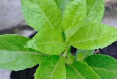 Tingkatkan Vitalitas dan Gairah Seksual dengan Daun Beluntas 