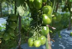 Daftar 5 Kabupaten Penghasil Tomat Terbesar di Sumatera Selatan  : Juaranya Bukan Pagaralam !