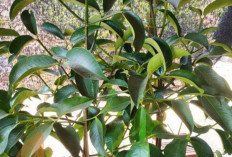 Hilangkan Lemak Mata dengan Daun Manggis