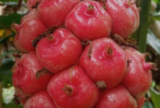 Tingkatkan Fungsi Otak dan Sehatkan Gigi dengan Honje