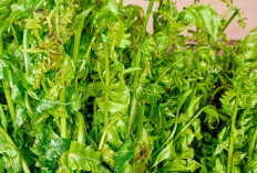 Perkuat Tulang dan Gigi dengan Sayur Pakis