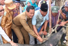 Bupati Edison Ngantor di Desa, Sumbang 1 Ekor Kerbau dan Serahkan Mobil Operasional Desa