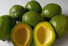 Ternyata Alpukat Tidak Bikin Gemuk, Ini Fakta Ilmiahnya!