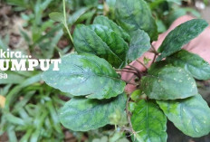 Jaga Kesehatan Gusi dan Gigi dengan Daun Gempur Batu