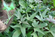 Obat Demam Berdarah dan Mata Rabun dengan Daun Ubi Ungu