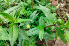 Obati Penyakit Kulit dengan Daun Urang Aring