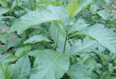 Turunkan Kolesterol dan Lawan Bakteri dengan Daun Paprika