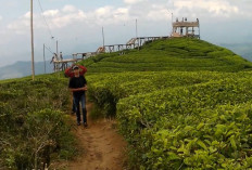 Sempat Viral Ditutup, Desa Wisata Gunung Dempo Kini Kembali Beroperasi