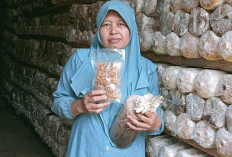 Kisah Inspiratif Ibu Sutarmi:  Petani Jamur Tiram Asal Musi Rawas Berhasil Ubah Limbah Jadi Ladang Cuan