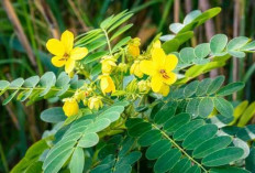 Atasi Sembelit dan Cegah Wasir dengan Daun Senna