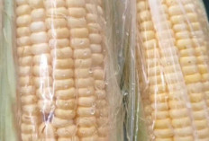 Aneka Masakan Lezat Berbahan Dasar Jagung