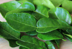 Daun Jeruk Purut : Aroma Khas yang Kaya Manfaat, dari Dapur hingga Kesehatan