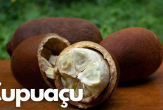 Jaga Kesehatan Kulit, Mata dan Rambut dengan Buah Cupuacu