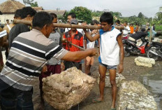 Produksi Getah Karet di OKU Turun 50 Persen