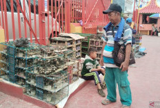 Pedagang Burung Pipit Senyum Sumringah