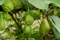 Atasi Anemia dan Insomnia dengan Daun Labu Siam