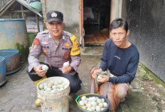 Desa Sudi Mampir Ternak 460 Bebek Petelur dan 100 ribu Ekor Ikan Dukung Program Ketahanan Pangan
