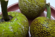 Sukun, Si “Roti dari Alam” : Potensi Pangan Lokal Bergizi yang Mulai Naik Daun