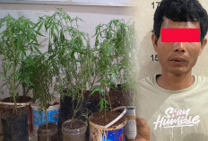 Modus Baru Narkoba di Empat Lawang, Petani Budidaya Ganja dari Dalam Rumah, Disita 44 Batang