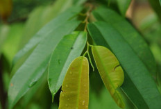 Manfaat Daun Kandis untuk Kesehatan: Herbal Tradisional dengan Segudang Khasiat