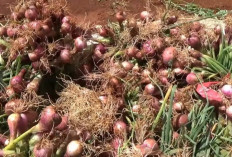 Harga Pangan 26 Oktober 2024 : Bawang Merah Naik Menjadi Rp30.620 per Kilogram !