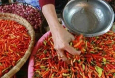 Harga Pangan 1 Desember 2024 : Alami Penurunan Signifikan, Cabai Rawit Rp37.850 per Kilogram !