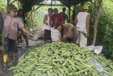 Budidaya Timun di Pulau Semambu : Pilihan Tepat untuk Petani Lokal !