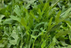 Daun Arugula : Superfood dengan Manfaat Kesehatan yang Luar Biasa