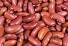 Optimalkan Fungsi Otak dengan Kacang Merah