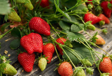 Serunya Petik Buah Sendiri di Wisata Kebun Strawberry Bandung: Liburan Edukatif yang Segar dan Mengasyikkan