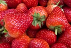 Selain Memiliki Rasa Asam dan Manis, Strawberry Mampu Menjaga Tekanan Darah Menjadi Stabil