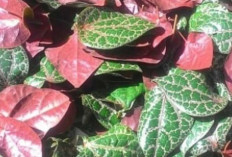 Sirih Merah : Tanaman Herbal Sarat Manfaat untuk Kesehatan