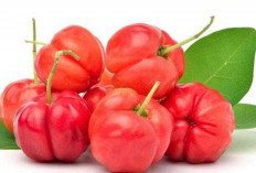Acerola Cherry: Kecil Buahnya Besar Manfaatnya, Bisa untuk Mengencangkan Kulit