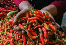 Update Harga Pangan 9 Mei 2026: Cabai Rawit Rp65.350, Telur Ayam Rp31.150 per Kilogram