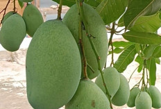7 Tanaman Buah untuk Pekarangan Rumah yang Produktif, Cantik dan Mudah Dirawat