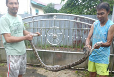 Warga Lubuklinggau Heboh, Ular Sanca 3 Meter Ditangkap di Dalam Kandang Ayam