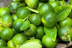 Redakan Batuk dan Radang Tenggorokan dengan Jeruk Kunci