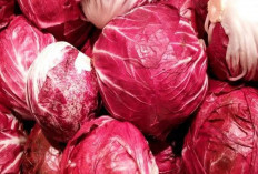 Jaga Kesehatan Tulang dan Mata dengan Kol Merah