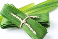 Daun Pandan Bisa Diolah Menjadi Teh Herbal yang Menyehatkan