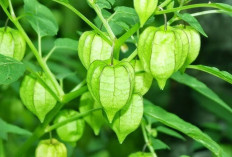 Obati Epilepsi, Gondok dan Vertigo dengan Daun Ciplukan 