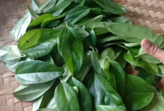Cegah Osteoporosis dengan Daun Cincau